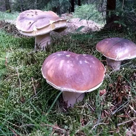 Měděnecká Casa de Férias *