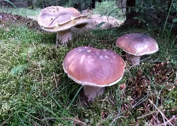 Medenecka Semesterbostad *